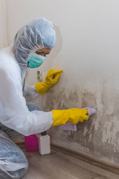Mold Remediation for Rental Properties in North Star, DE