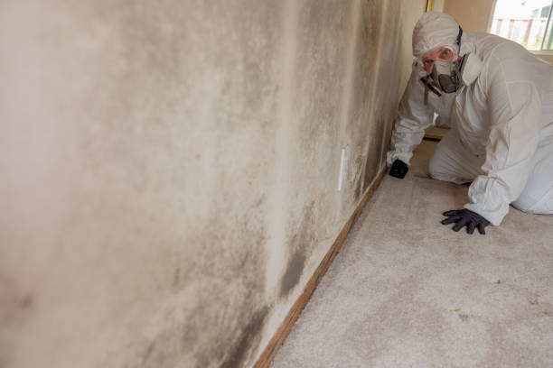 Trusted North Star, DE Mold Removal Experts